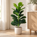 Fig Tree Paulína – Faux Fiddle-Leaf Fig, 60 to 100 cm
