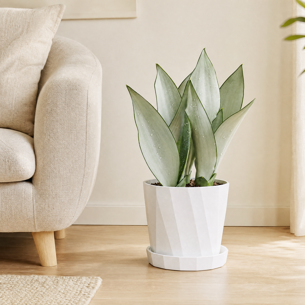 White faceted planter Xénia with saucer holding a green plant on a light oak floor next to a linen sofa