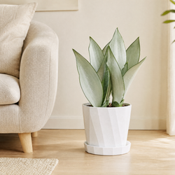 White faceted planter Xénia with saucer holding a green plant on a light oak floor next to a linen sofa