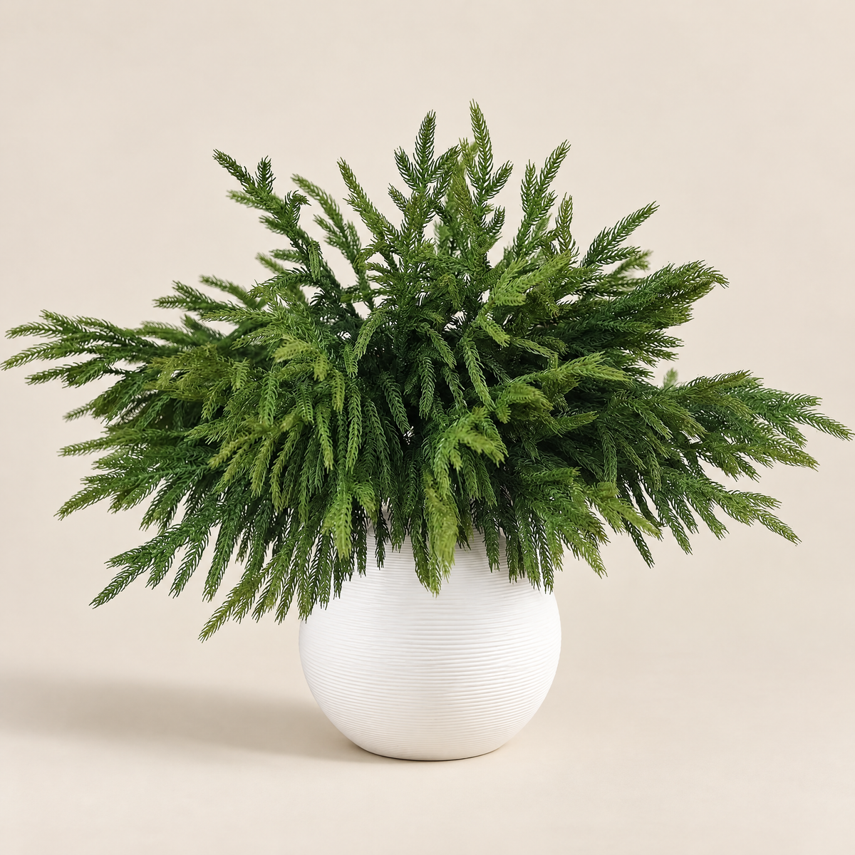 Norfolk Pine Branches Leontína – Norfolk pine branches in a white vase, studio shot
