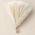 Pampas Grass Stems Valéria – beige pampas grass bunch
