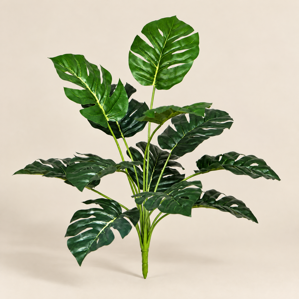 Leaf Plant Dominika – studio view