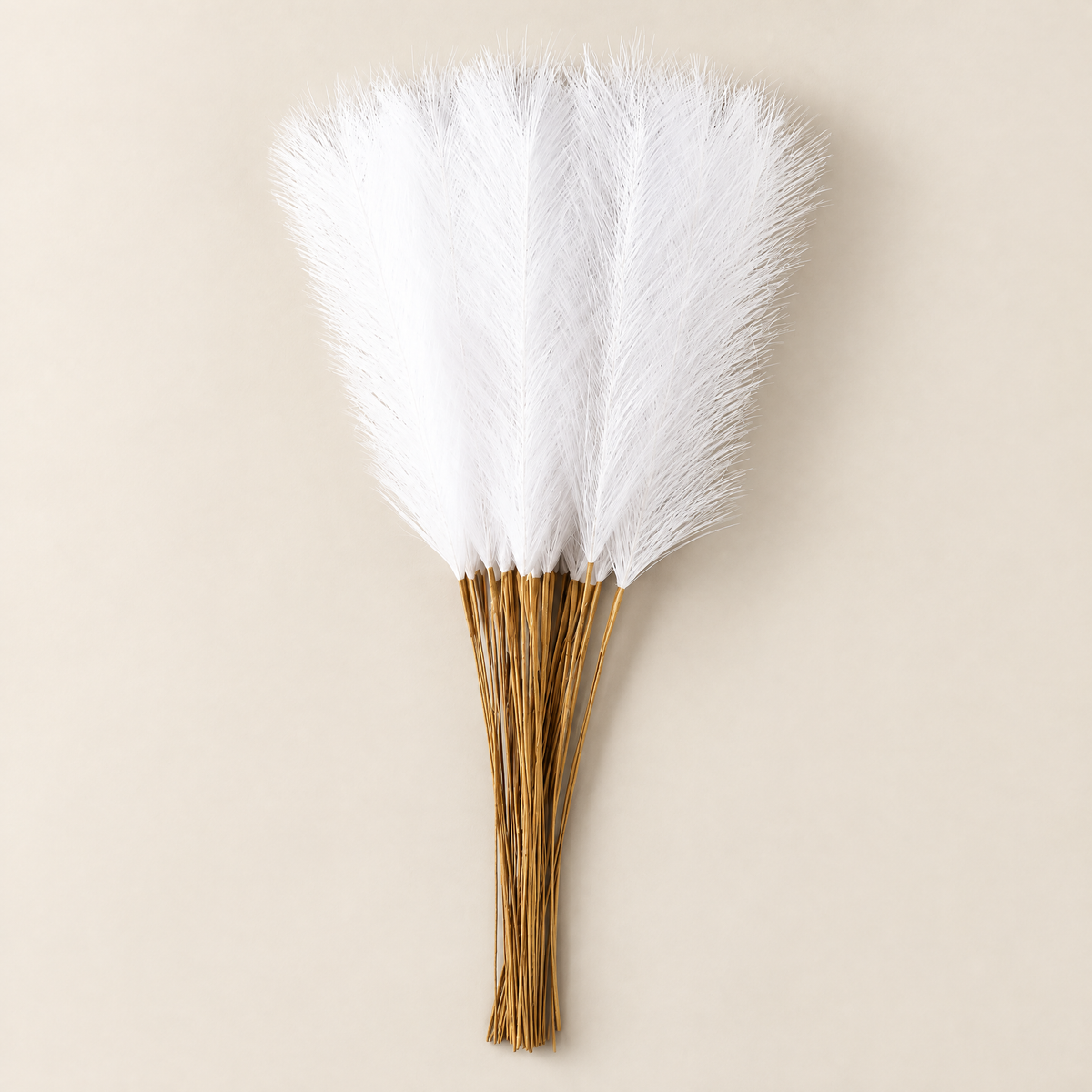 Pampas Grass Stems Vanesa – white pampas grass stems