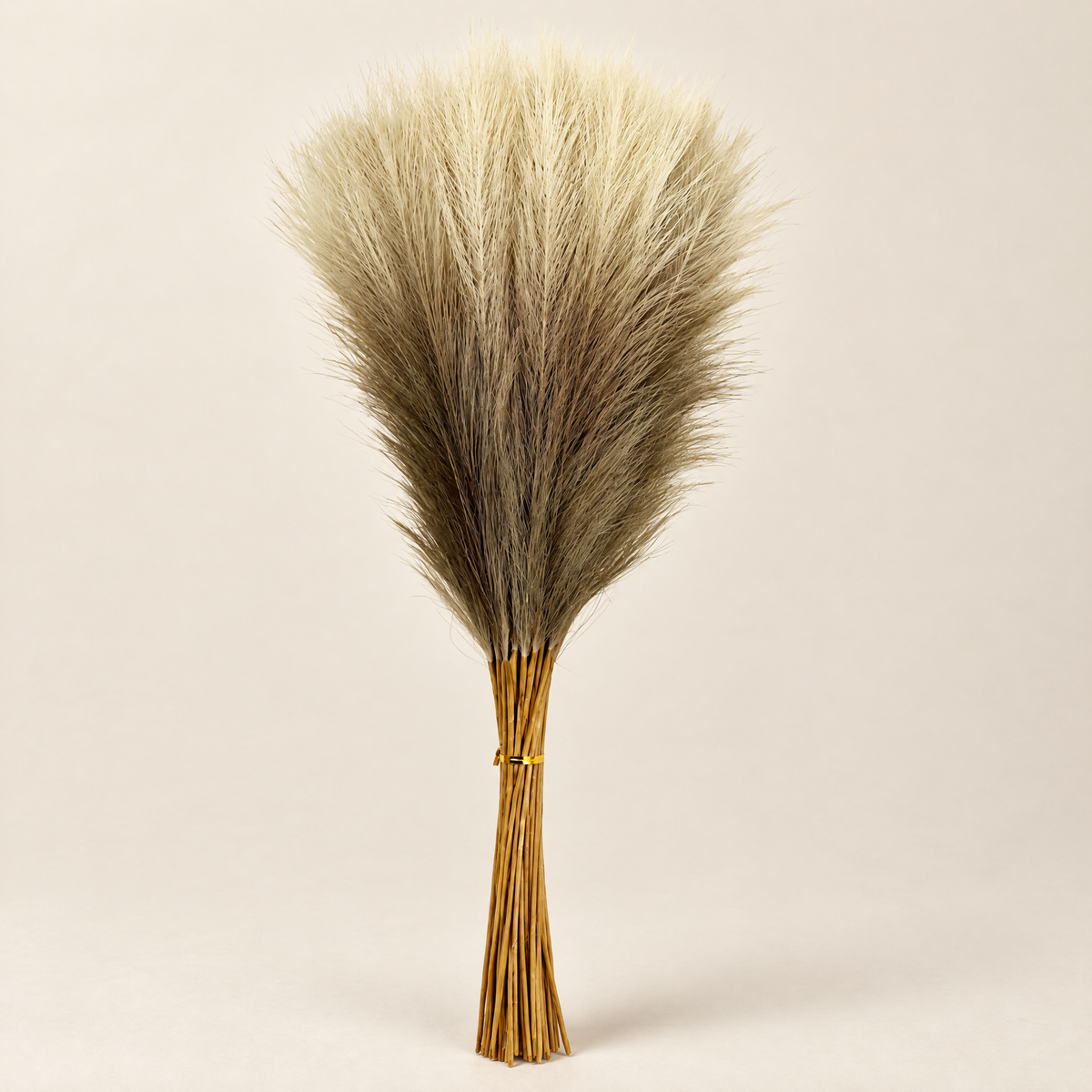 Pampas Grass Stems Vanesa – cream pampas grass stems
