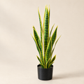 Faux Snake Plant Erika – snake plant in black pot, studio shot