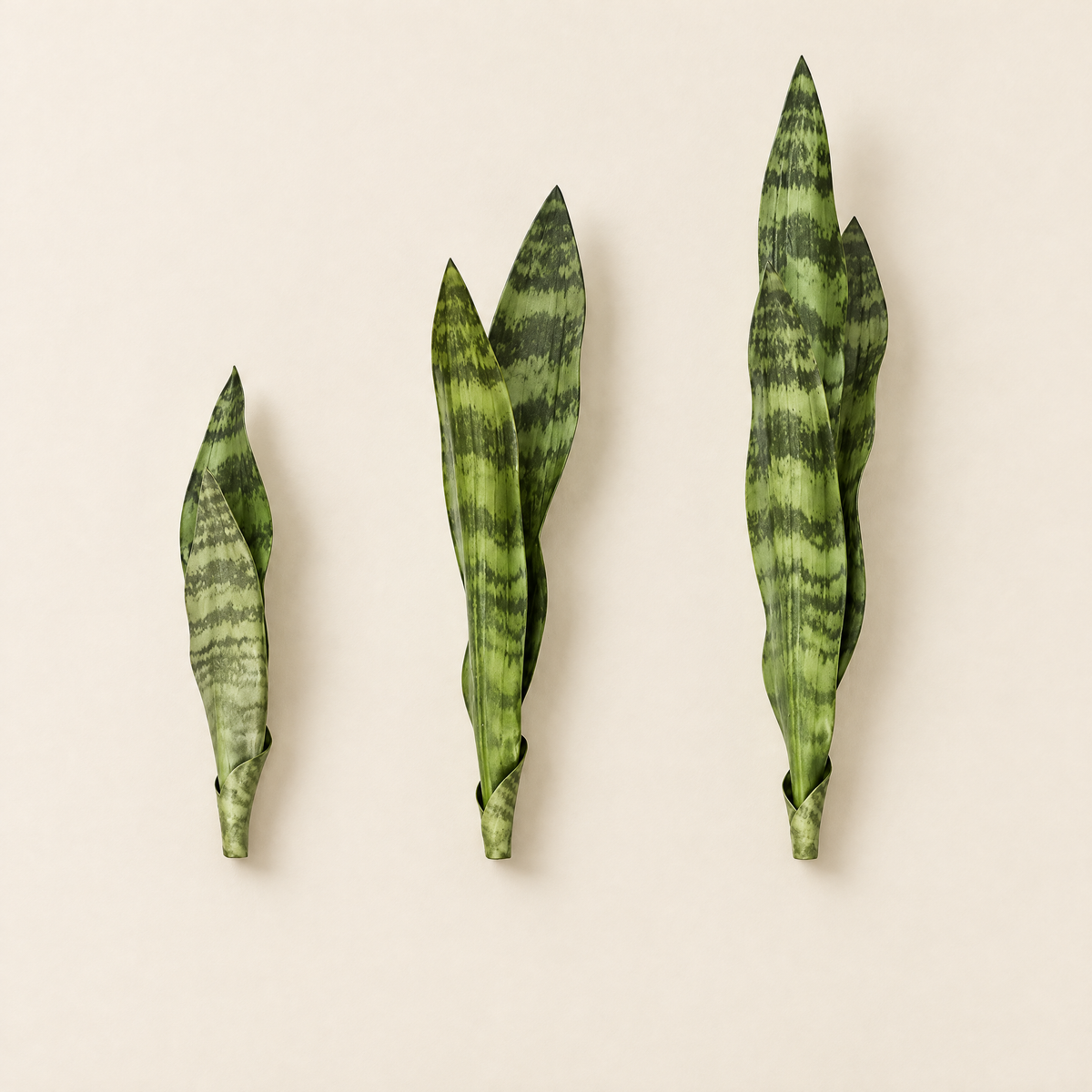 Snake Plant Galina – studio shot on a soft oat backdrop