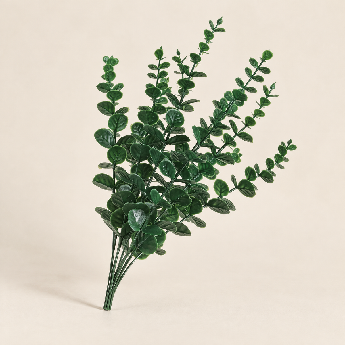 Eucalyptus Stems Nadežda – studio shot on a soft oat backdrop
