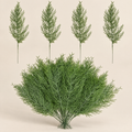 Pine Sprigs Arnold – studio shot on a soft oat backdrop