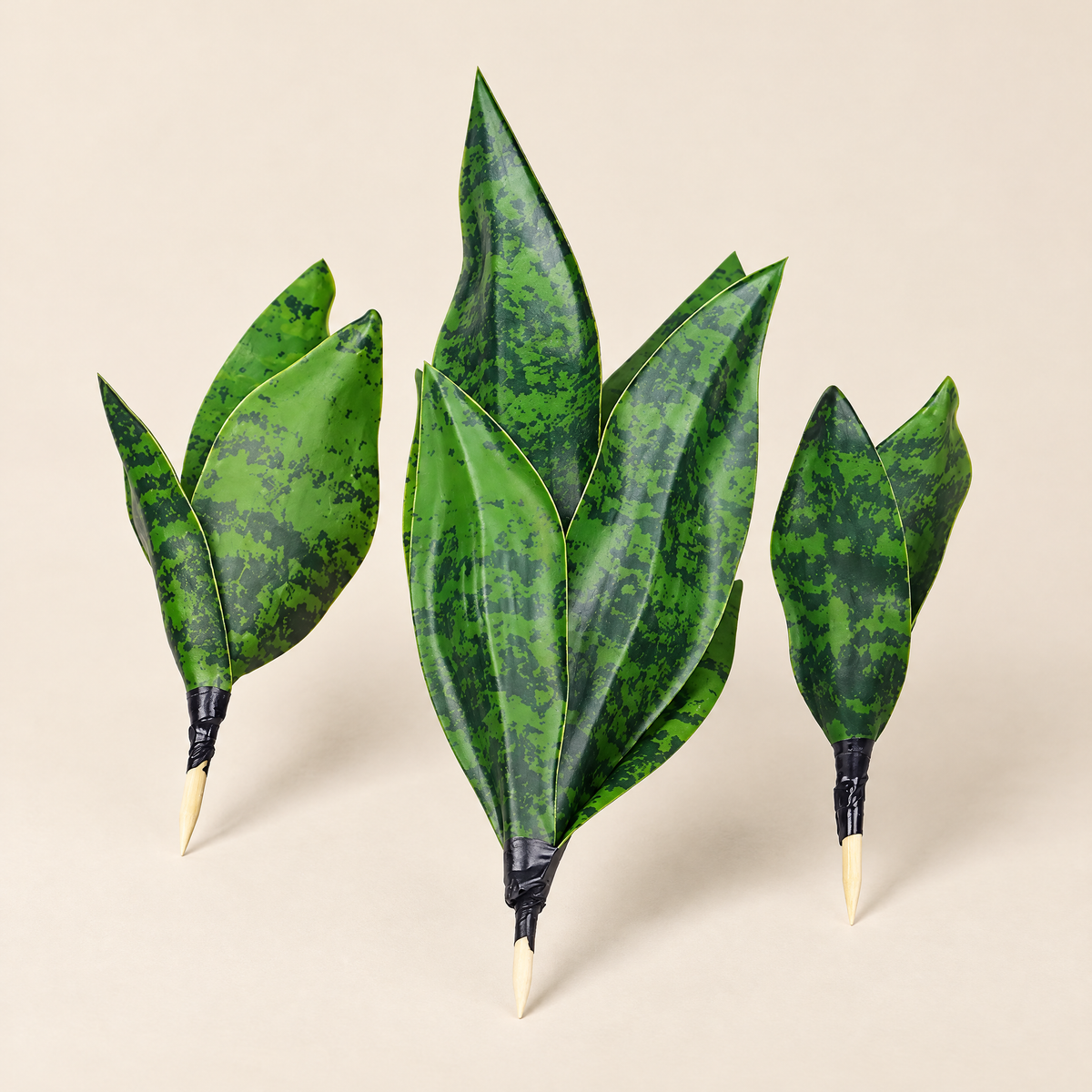 Snake Plant Galina – studio shot on a soft oat backdrop