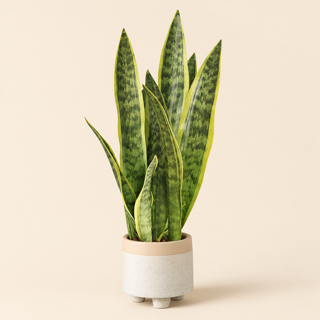 Snake Plant Galina – studio shot on a soft oat backdrop