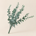 Eucalyptus Stems Nadežda – studio shot on a soft oat backdrop