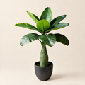 Artificial Plant Apolónia – studio shot on a soft oat backdrop