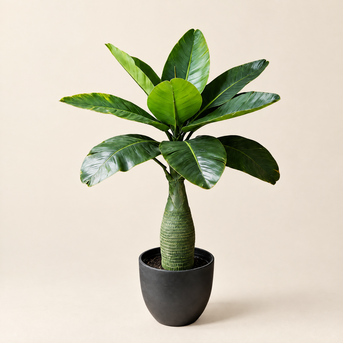 Artificial Plant Apolónia – studio shot on a soft oat backdrop