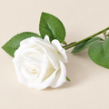 Garden Roses Malvína – White studio view