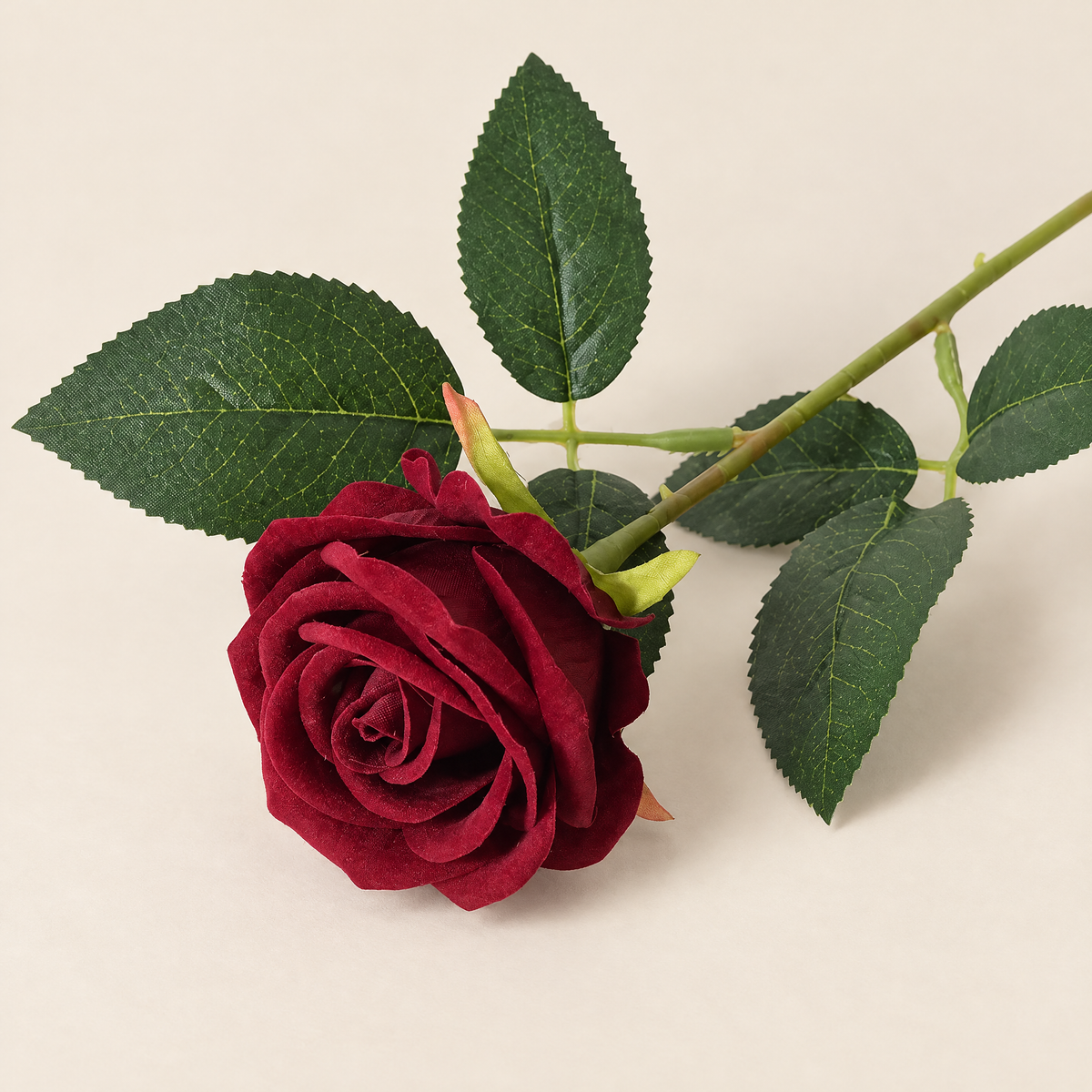 Velvet Roses Magdaléna – Burgundy studio view