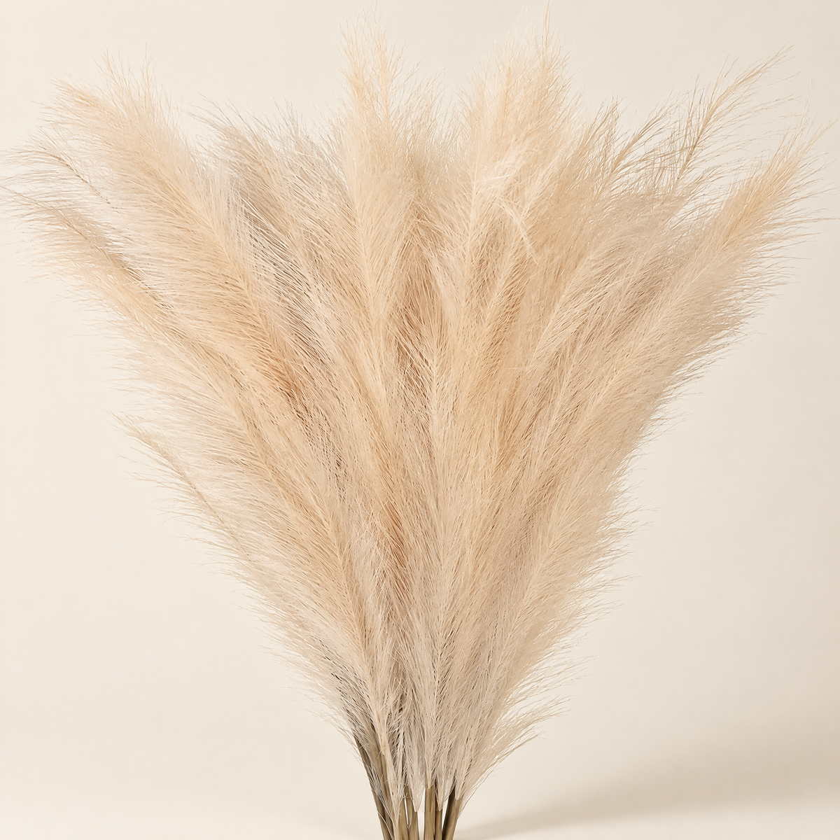 Pampas Grass Regína – Beige studio view