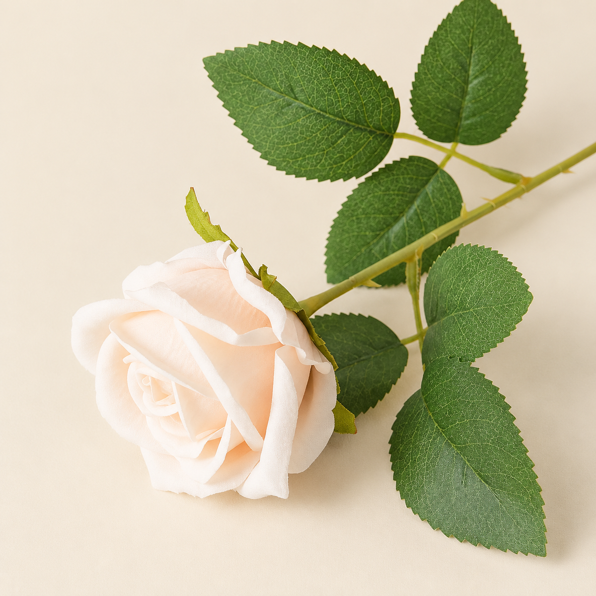 Garden Roses Malvína – Champagne studio view