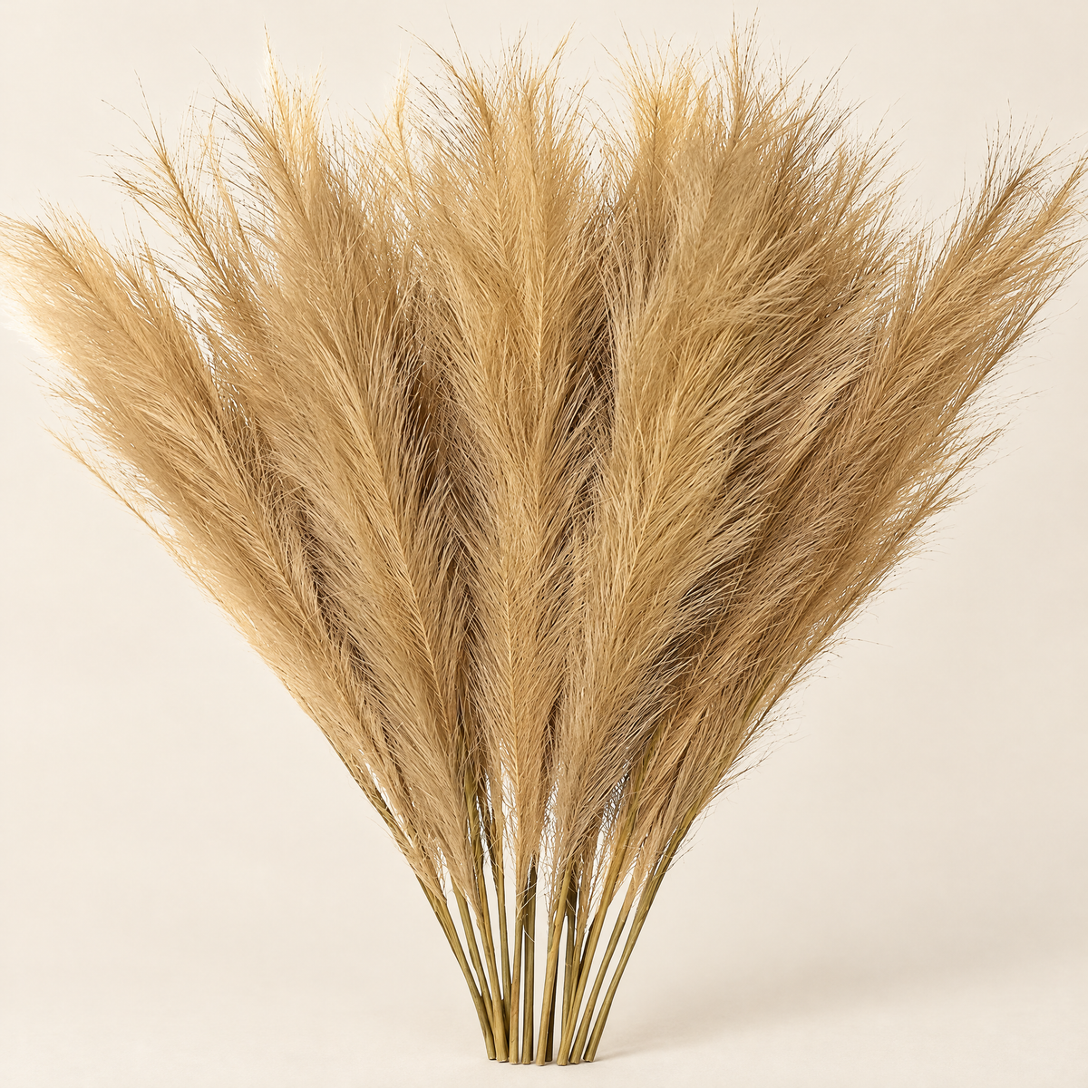 Pampas Grass Regína – Natural studio view