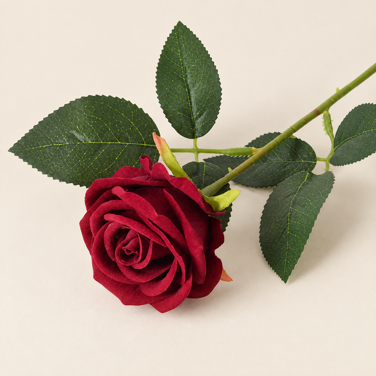 Garden Roses Malvína – Rose Red studio view