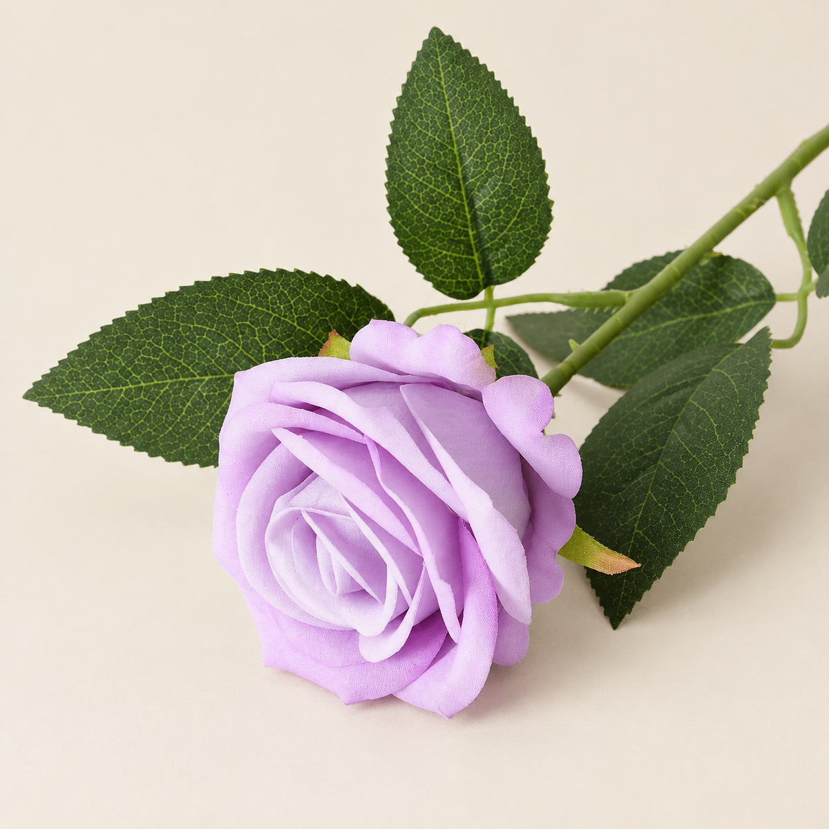 Garden Roses Malvína – Lilac studio view