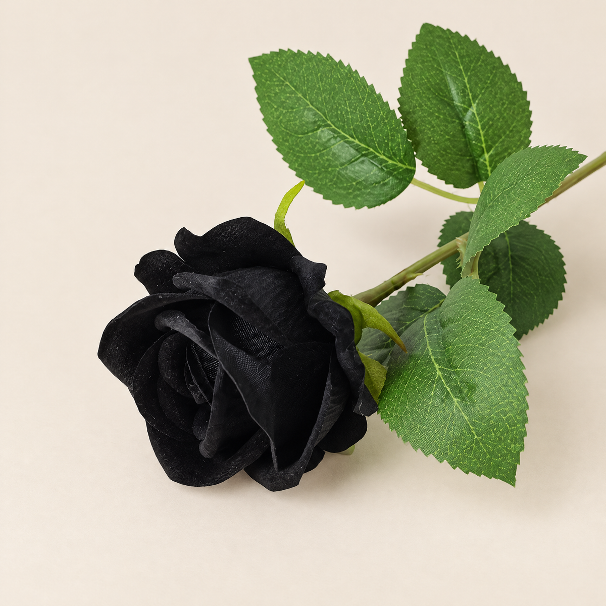 Garden Roses Malvína – Black studio view