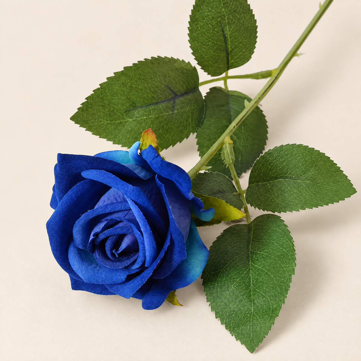 Garden Roses Malvína – Royal Blue studio view