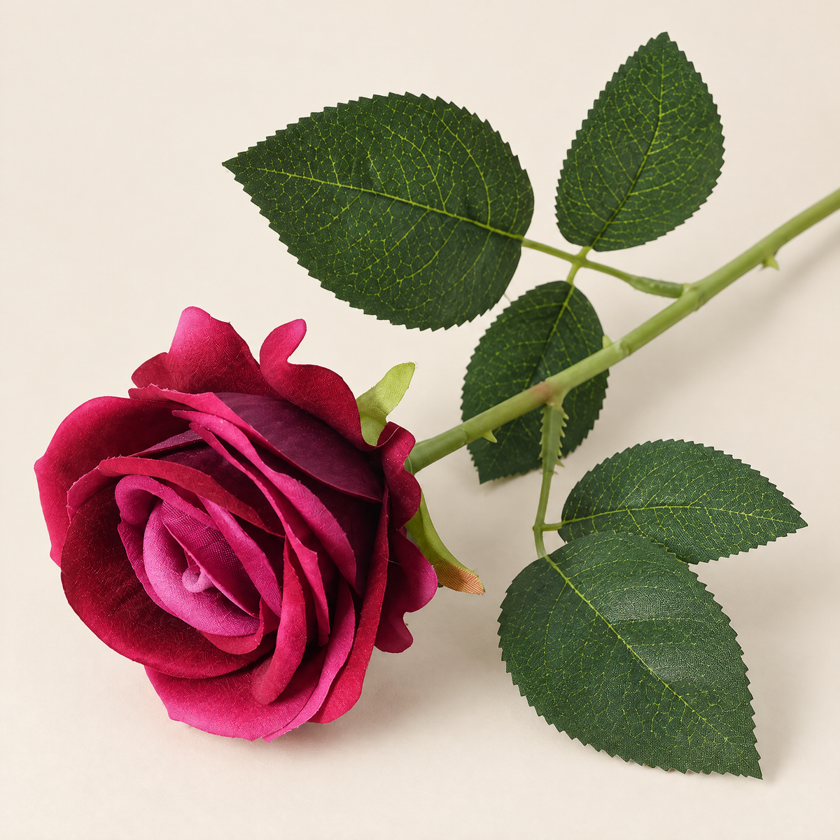Garden Roses Malvína – Burgundy studio view