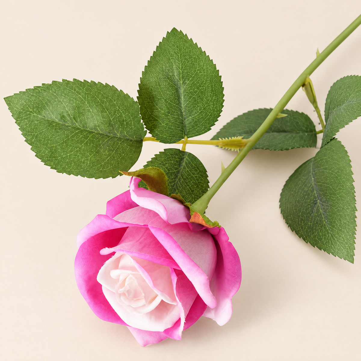 Garden Roses Malvína – Deep Pink studio view
