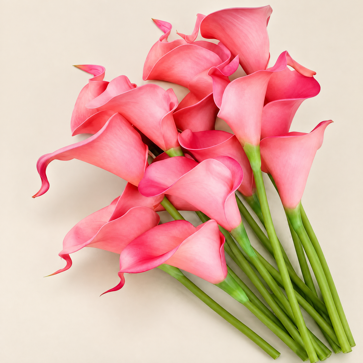 Calla Lily Stems Ľubomíra – Coral studio view
