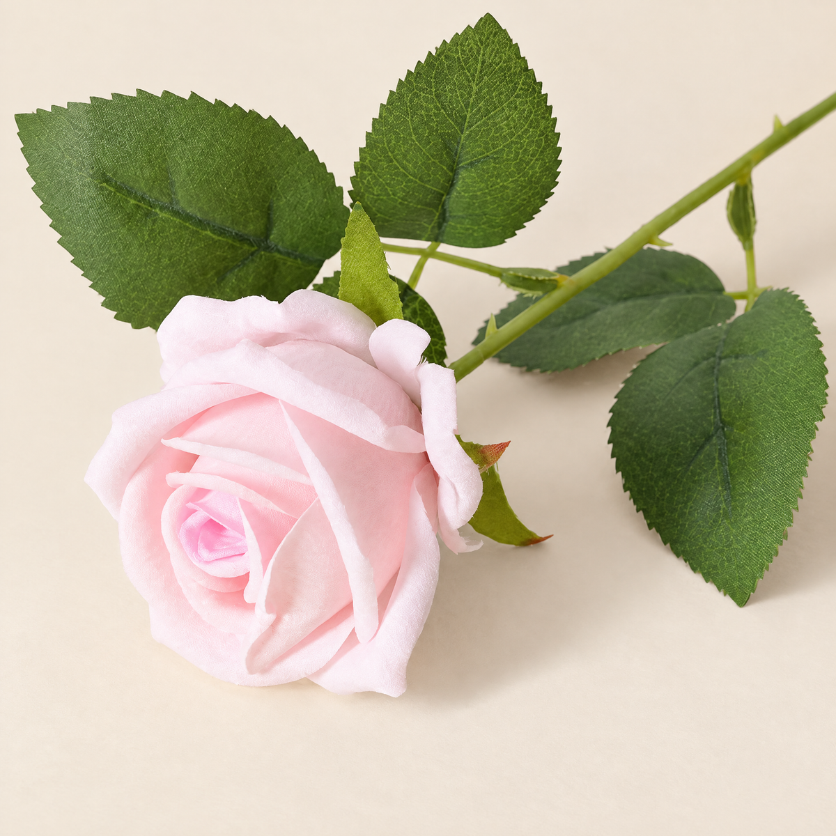 Garden Roses Malvína – Blush Pink studio view