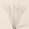 Pampas Grass Regína – White studio view
