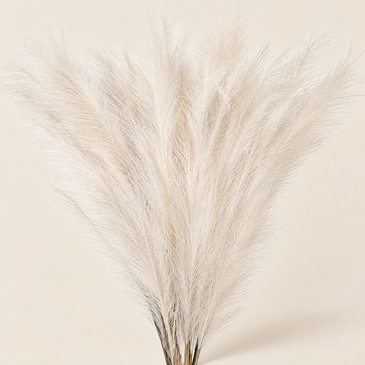 Pampas Grass Regína – White studio view