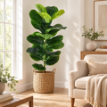 Ficus Tereza