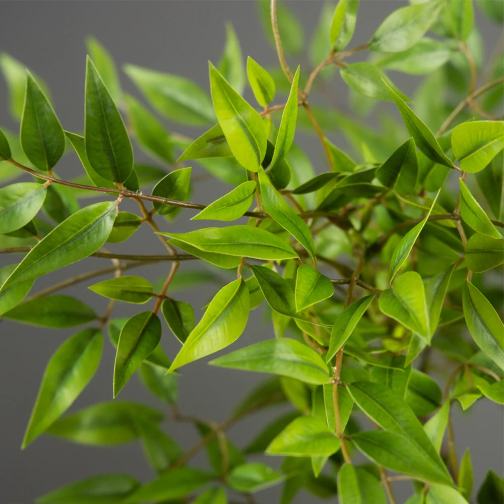 Close-up of the fine nandina leaves
