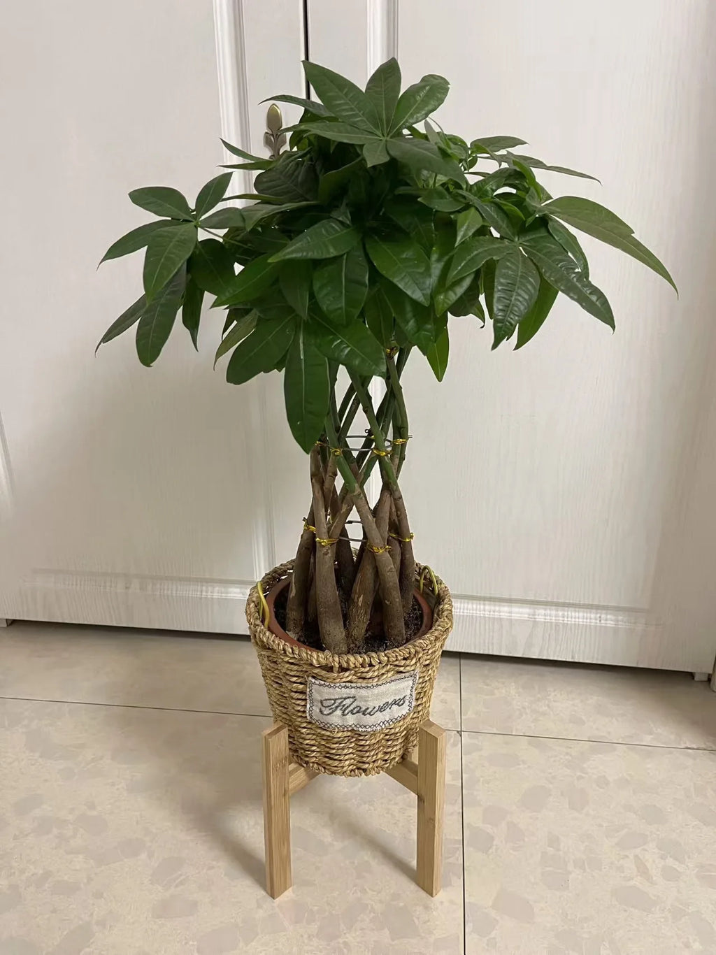 Woven basket with a green plant on a small bamboo plant stand