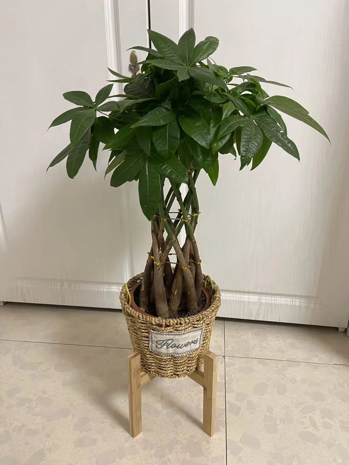 Woven basket with a green plant on a small bamboo plant stand