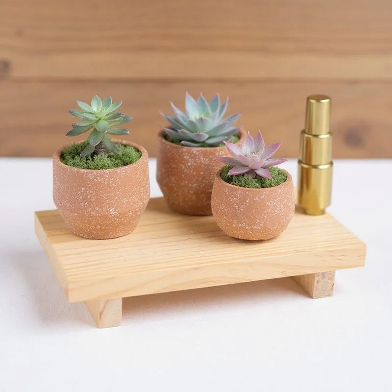 Natural wooden tray holding three small succulent pots