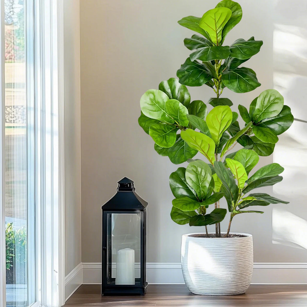 Fiddle-leaf fig stem Darina in a white planter next to a lantern