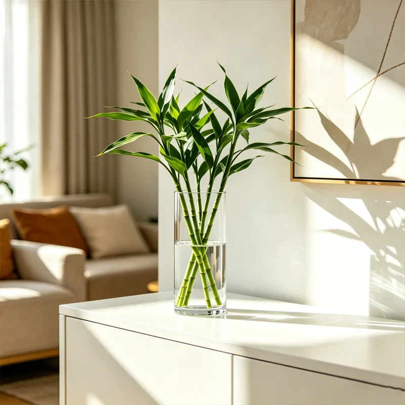 Clear cylinder vase with green lucky bamboo stems in a sunny living room