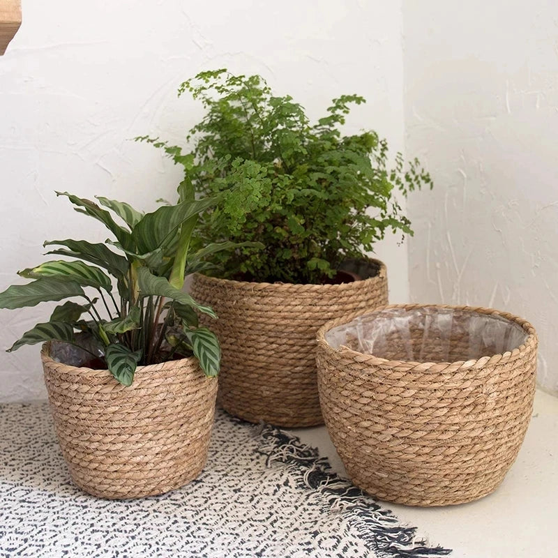 Three woven grass planter baskets in different sizes holding green plants