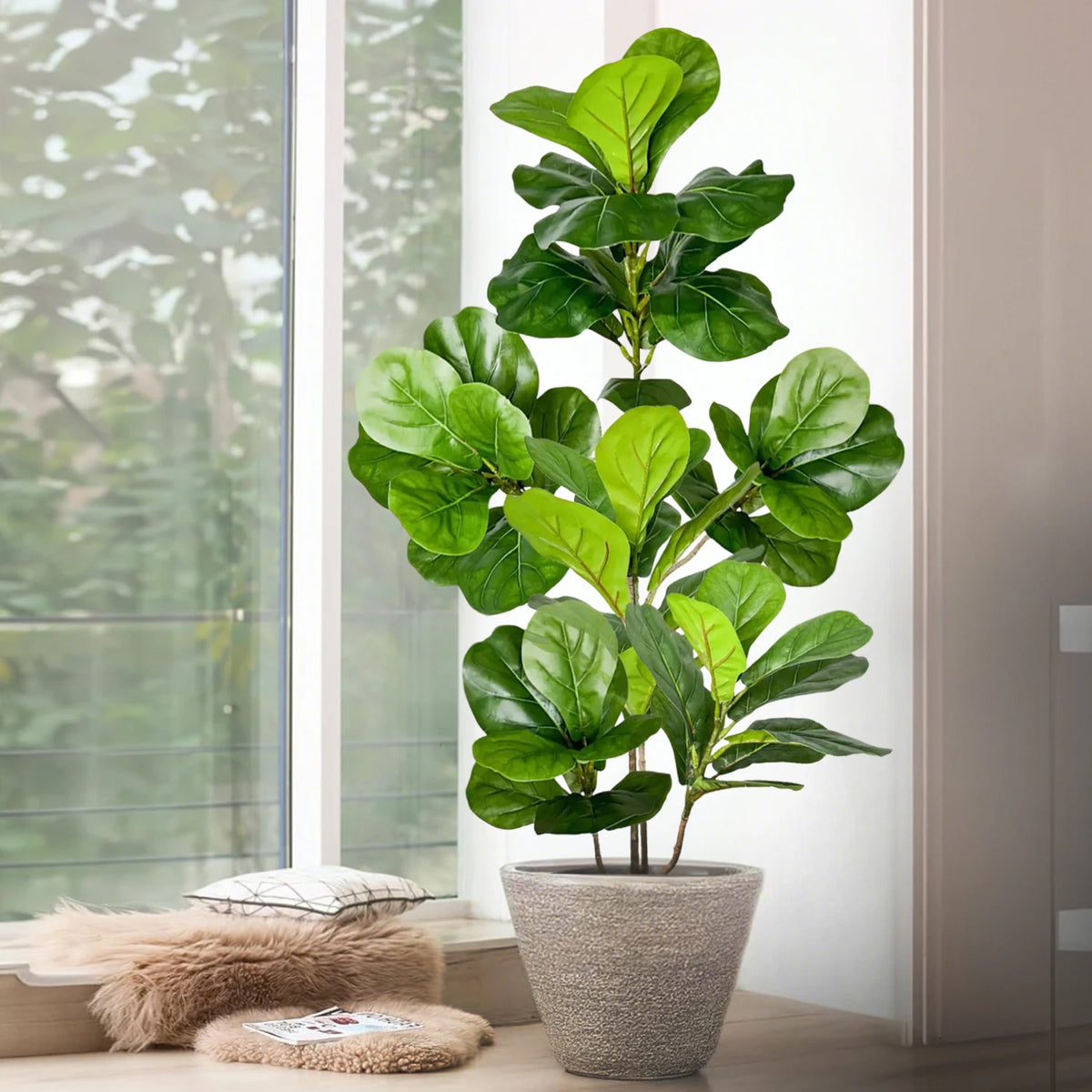 Fiddle-leaf fig stem Darina in a stone planter on a sheepskin by the window