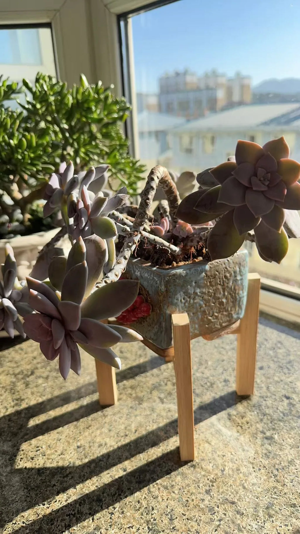Bamboo plant stand with a succulent in a sunny window