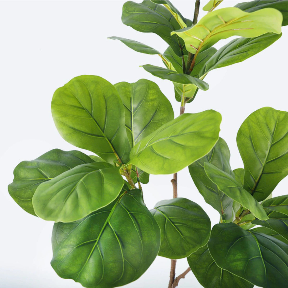 Close-up of the large fiddle-leaf fig leaves