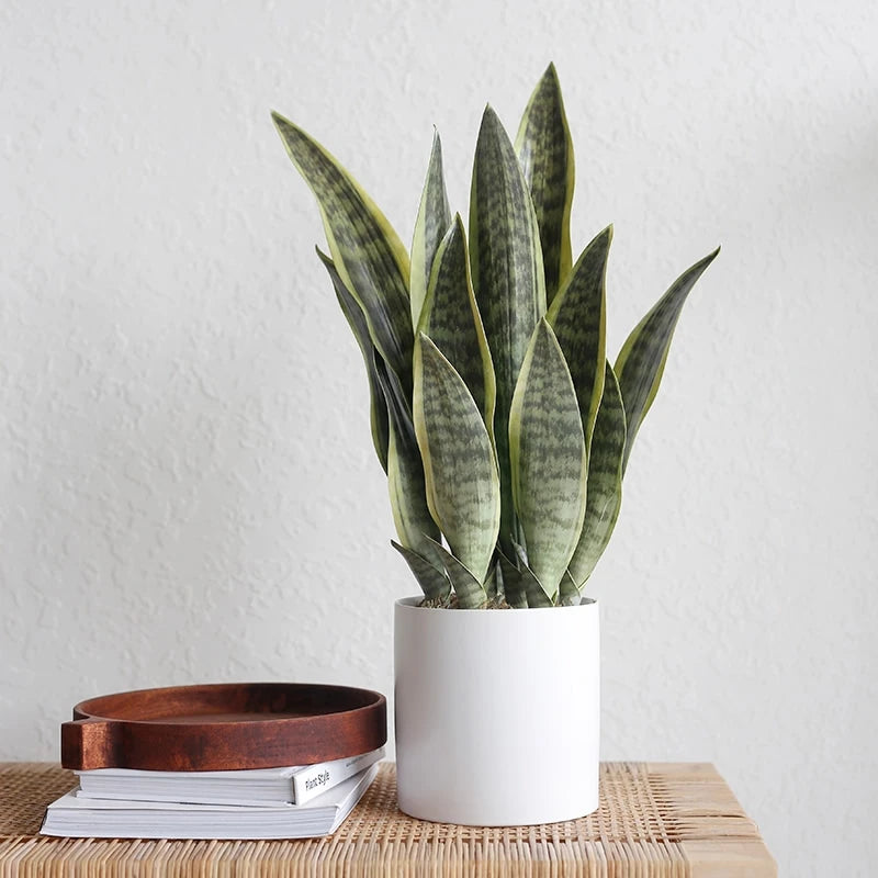 Artificial snake plant in a white planter on a rattan sideboard