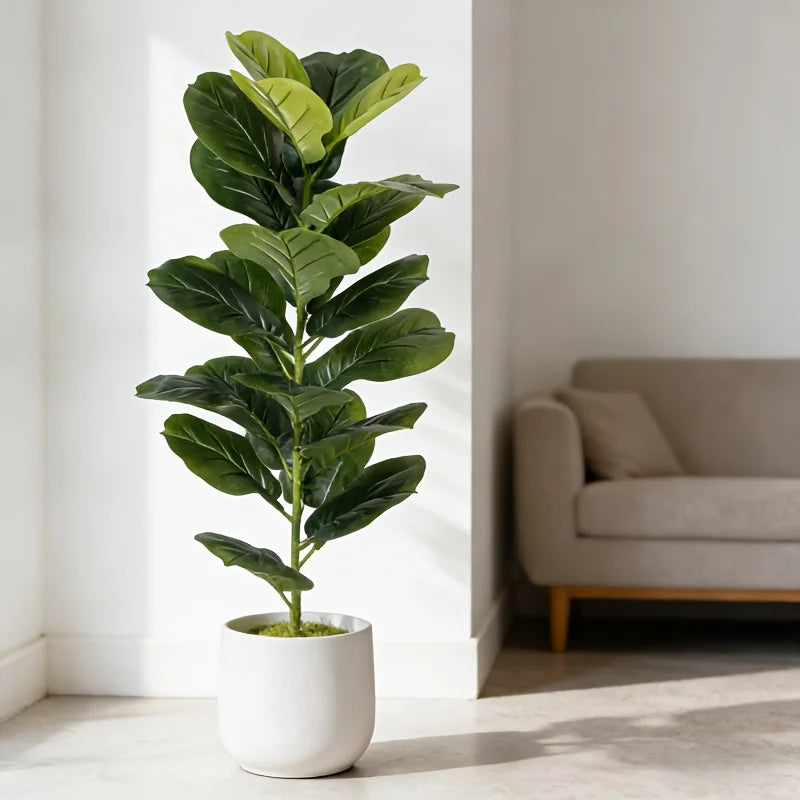 Ficus Tereza