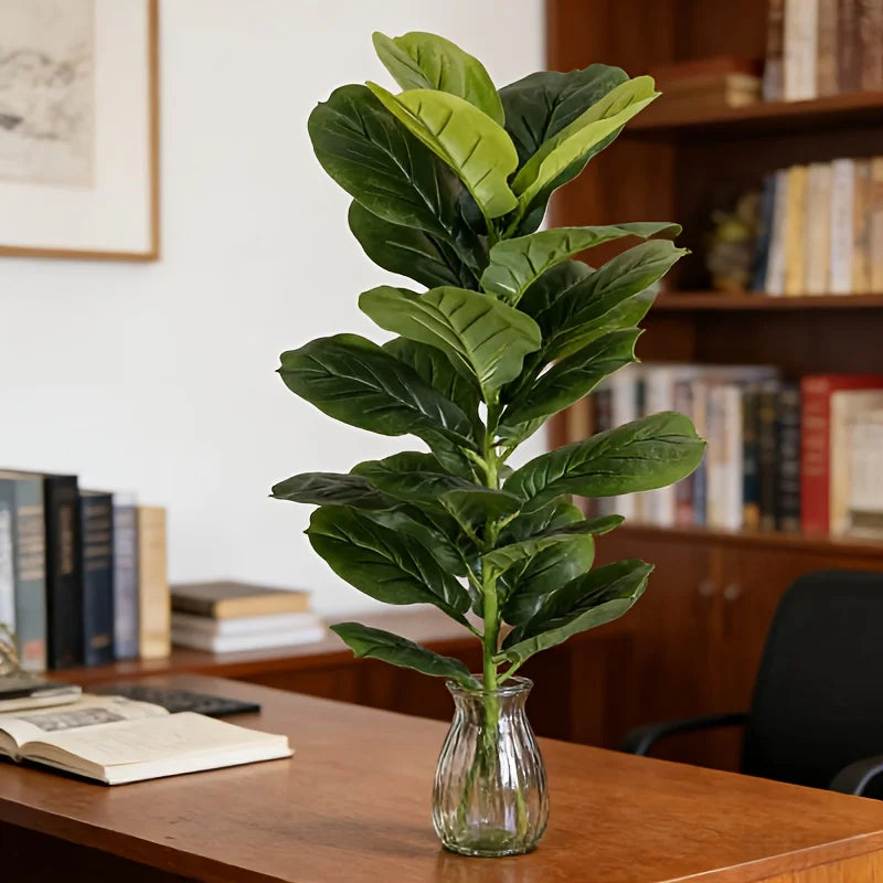 Ficus Tereza