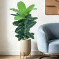 Artificial fiddle-leaf fig Anežka beside a blue armchair