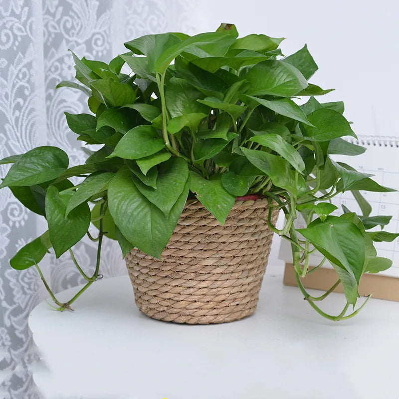 Natural woven grass planter basket with a green trailing plant