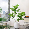 Fiddle-leaf fig stem Darina in a white planter beside a desk chair