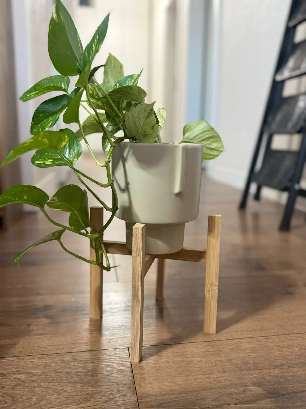 Green trailing plant in a grey pot on a bamboo plant stand